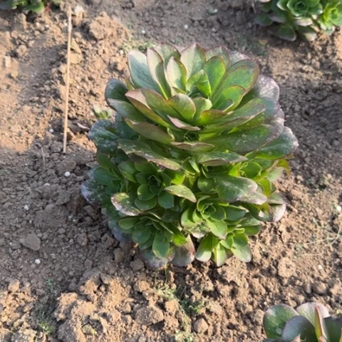 枚金亮牌12.8地理多肉植物