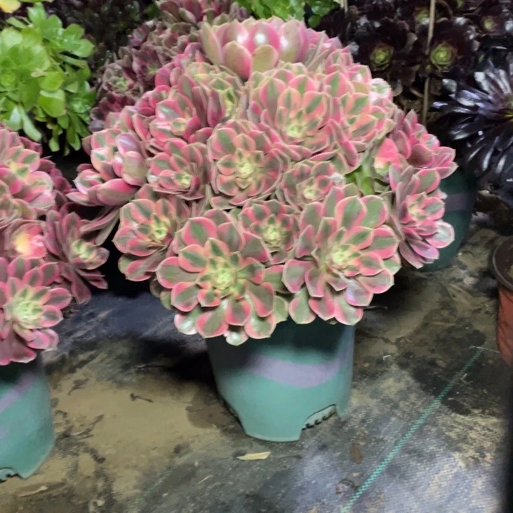 29女妖多肉植物多肉多肉