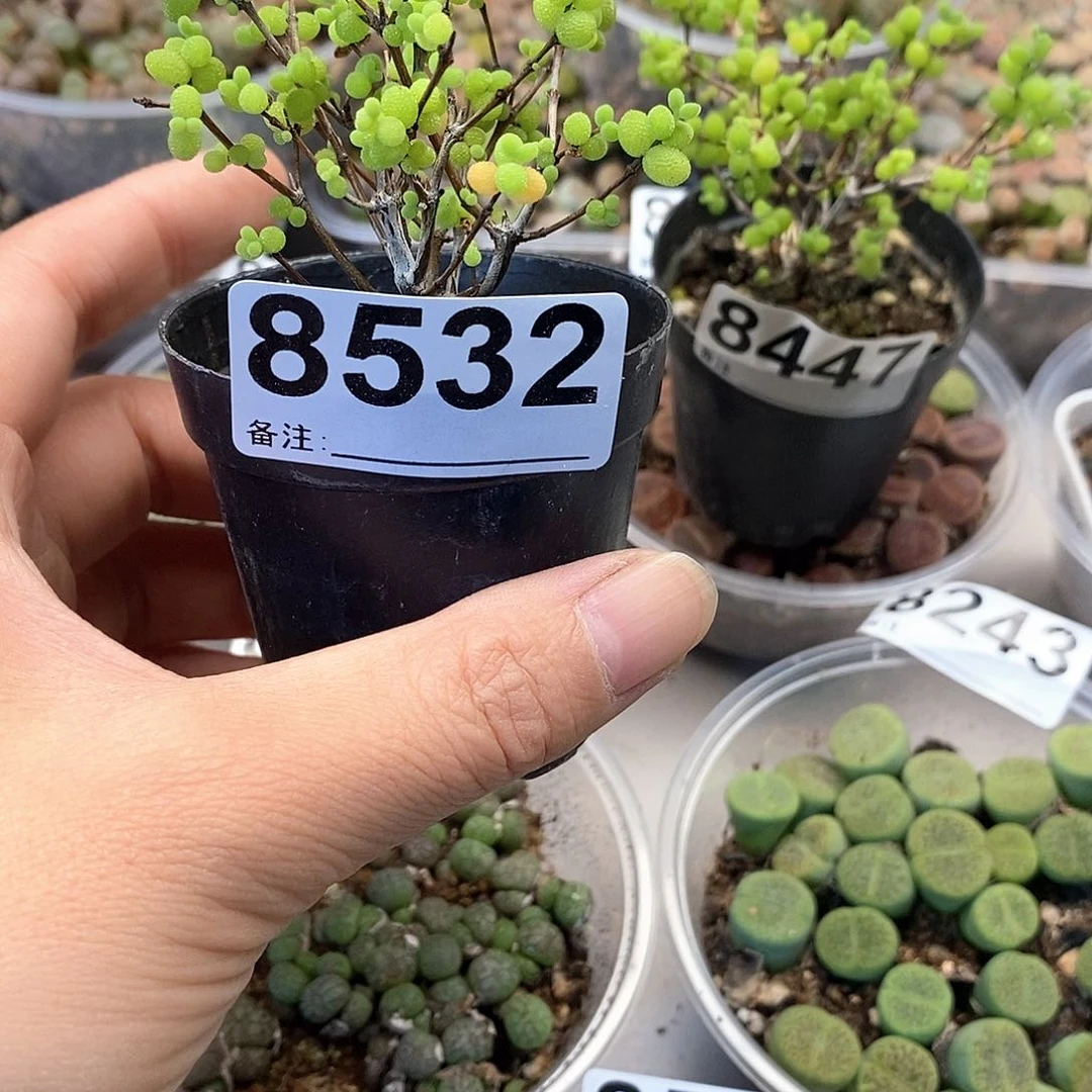 哈****?8532啦啦啦啦啦啦