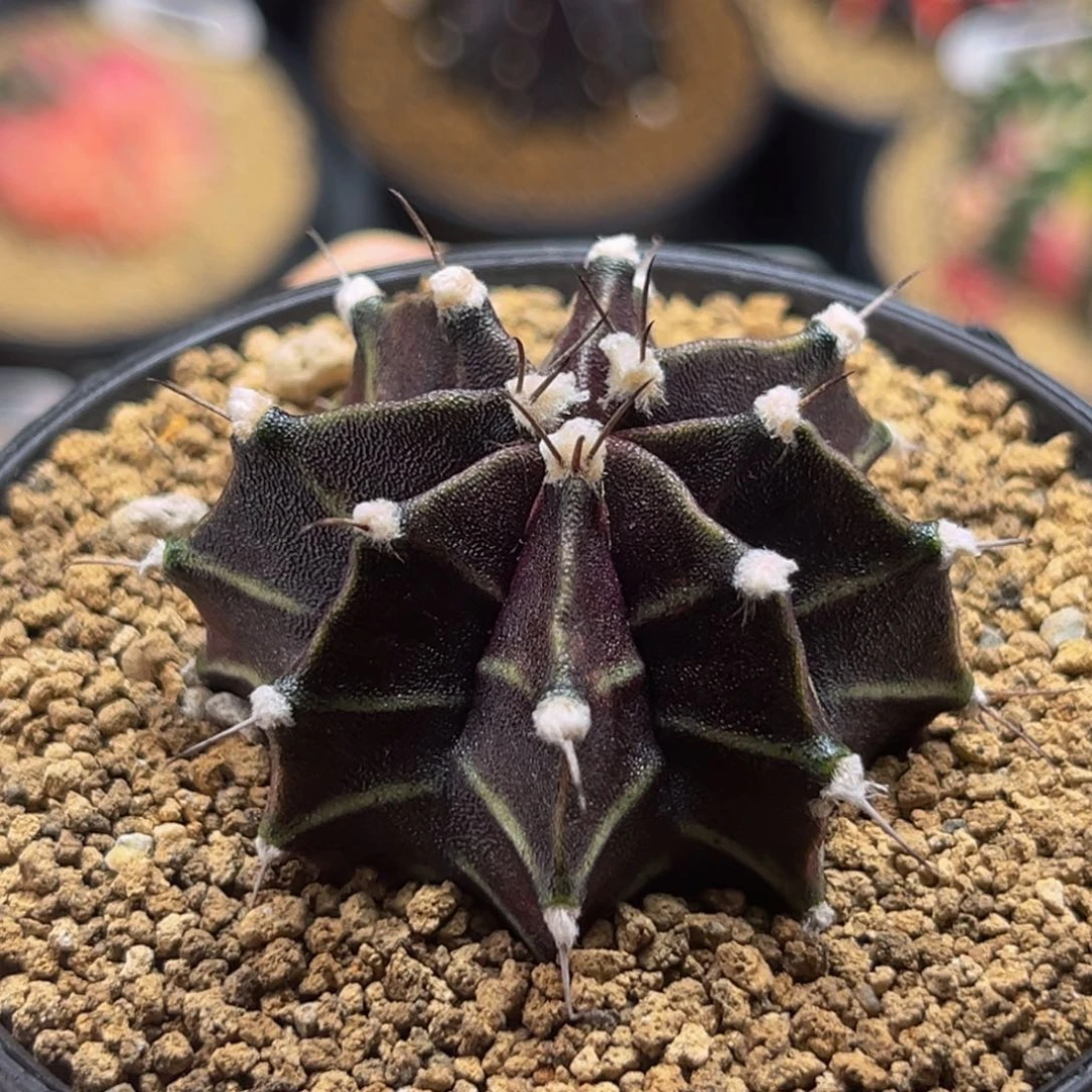 高绒黑斑马 米哈仙人球