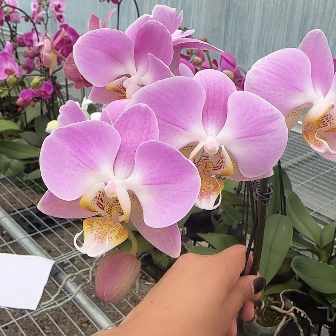大部分花苞少量开放A020带花发无售后