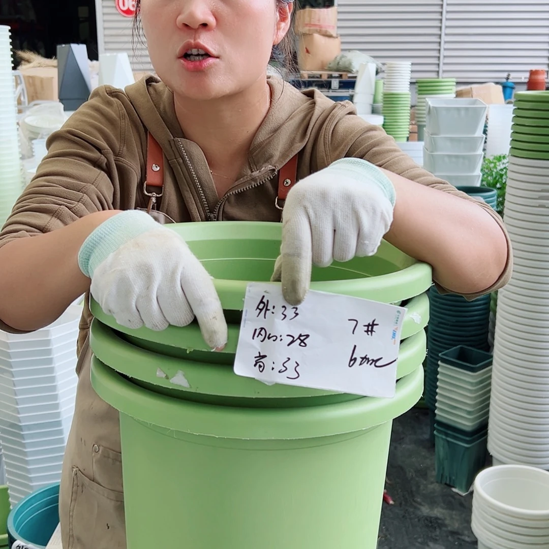 四季盆7#果绿色4个无托