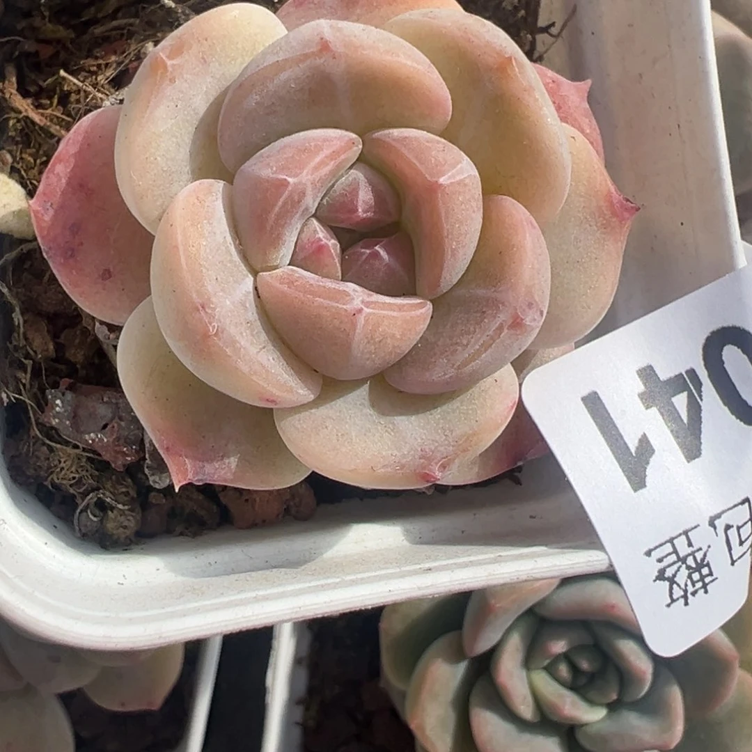 小卡拉米糖心一物一拍7-41