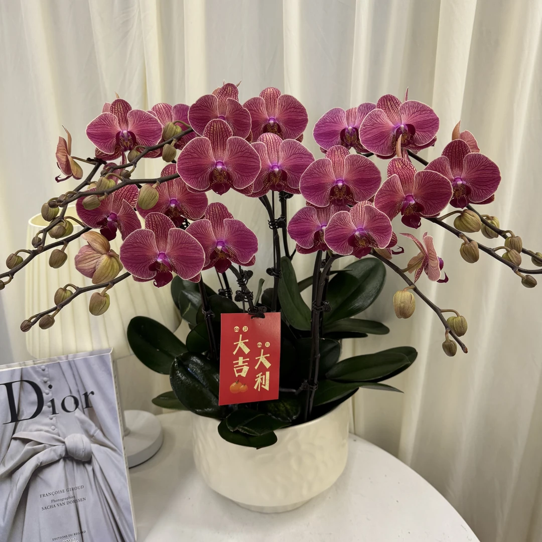 蝴蝶兰【聚宝橘子】高级复古红色系带花精致组盆鲜绿植送礼带花花苞