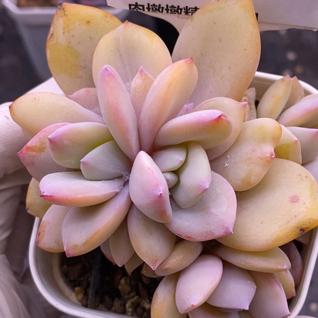 【闪购商品】圈**?19-38