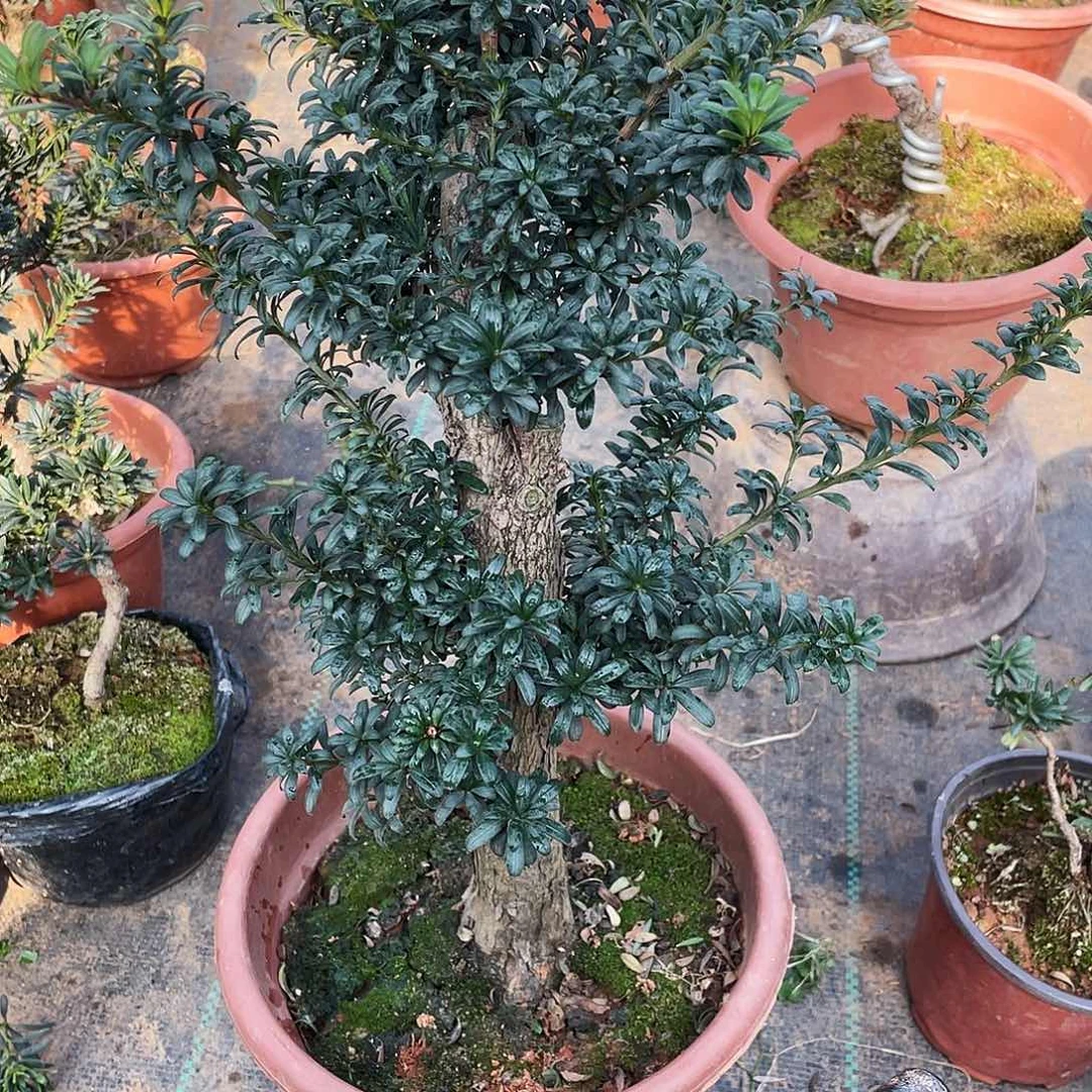 吓***了完全开放罗汉松盆景罗汉松