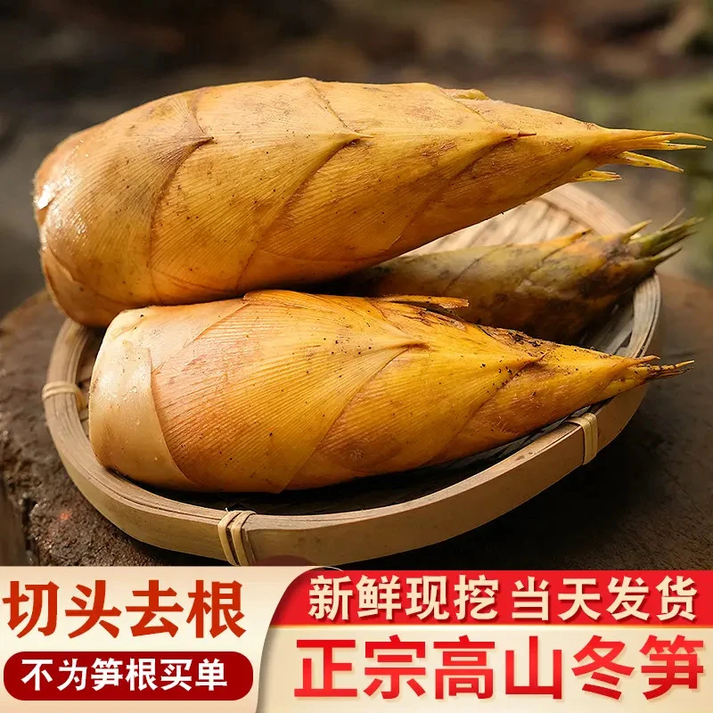 新鲜冬笋去老根高山黄泥拱两头尖楠竹笋冬笋肉福建浙江应季蔬菜