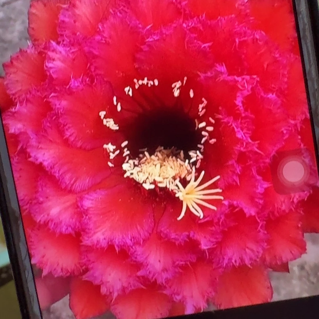 五花牛侧芽5公分毛花柱