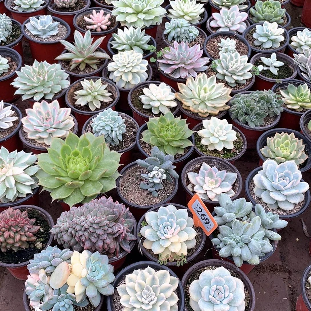 飞***文冰娃娃十个多肉植物