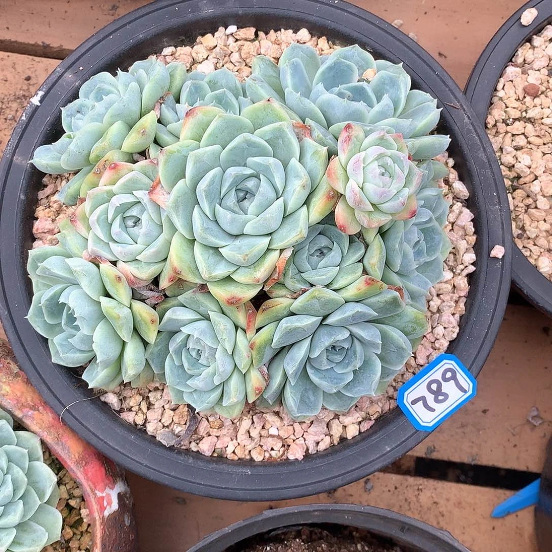 789 一物一拍多肉