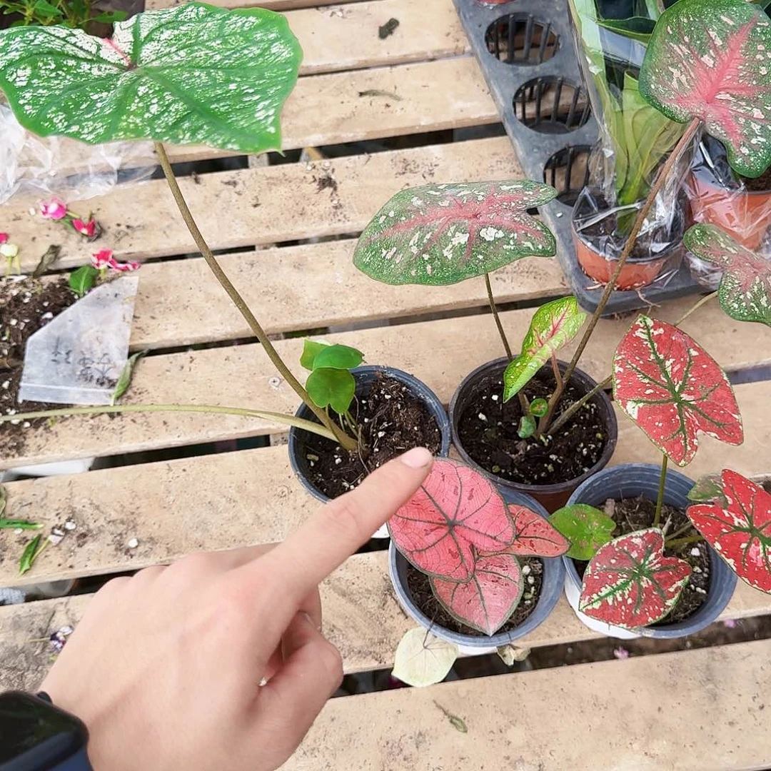 完全开放彩叶芋全家福组合春萌无售后