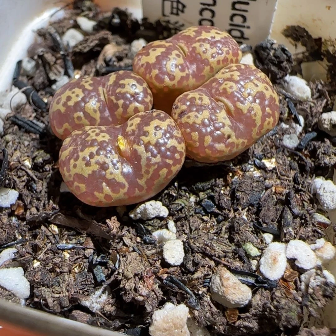肉锥多肉植物组合-泡泡勋1212