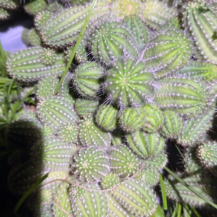 矮胖白檀仙人掌群生451