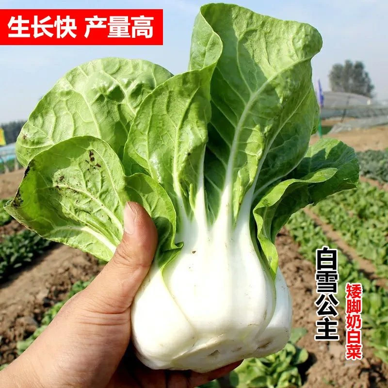 矮脚黄奶油白菜种子四季播种矮脚白菜种籽盆栽阳台lz