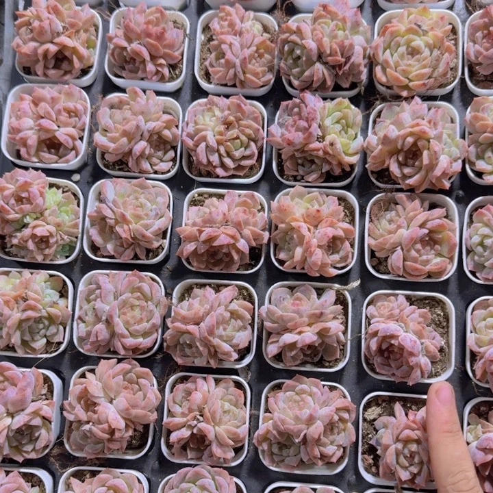 梦幻泡影福利一颗