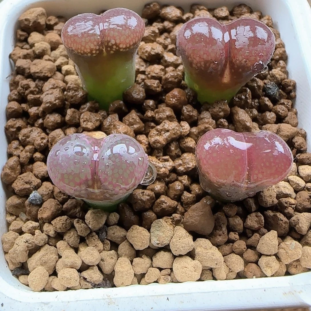 哈哈哈哈哈哈哈48615