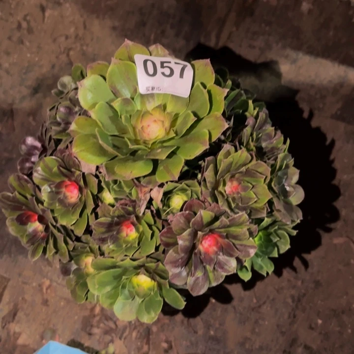 057花月夜科技锦多肉植物不售后