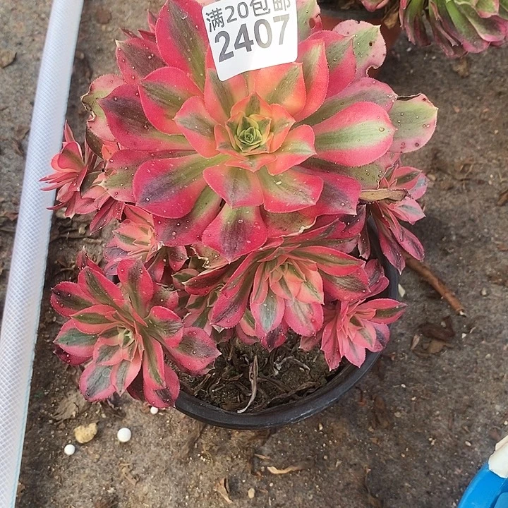 2407 一颗粉女巫法师