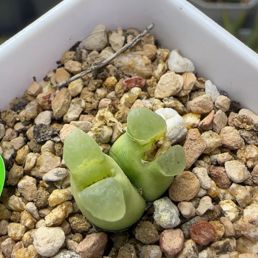 sb1141多肉植物842