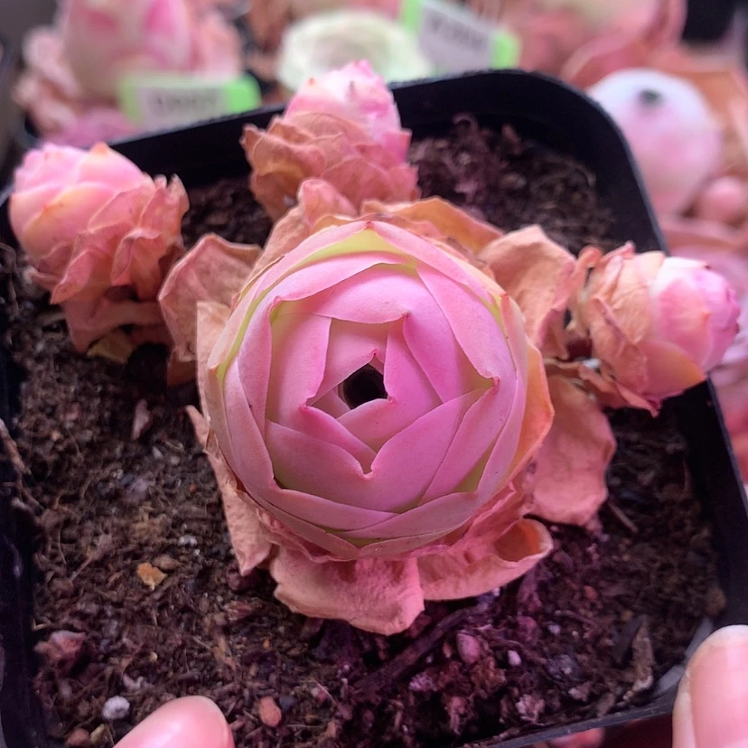 【闪购商品】凤玥959