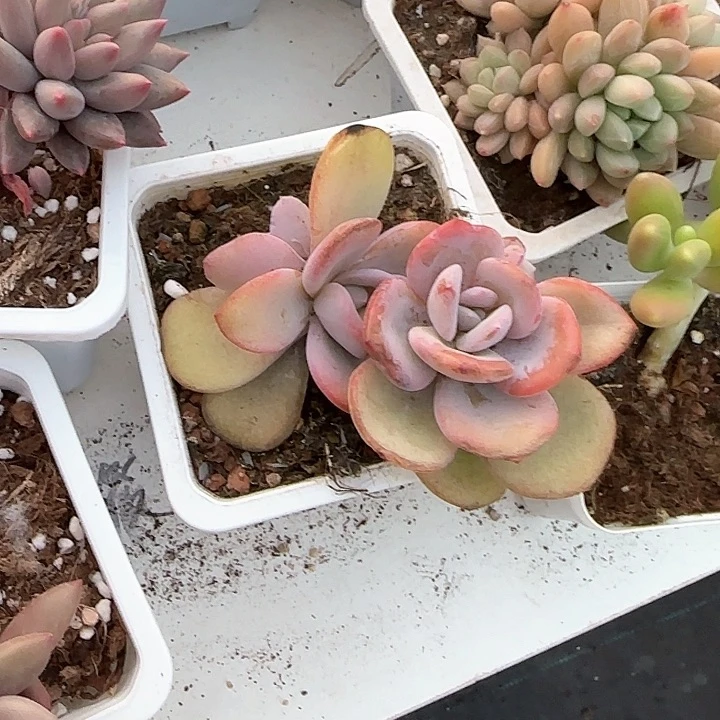 心****师青蛙王子儿童牙膏111