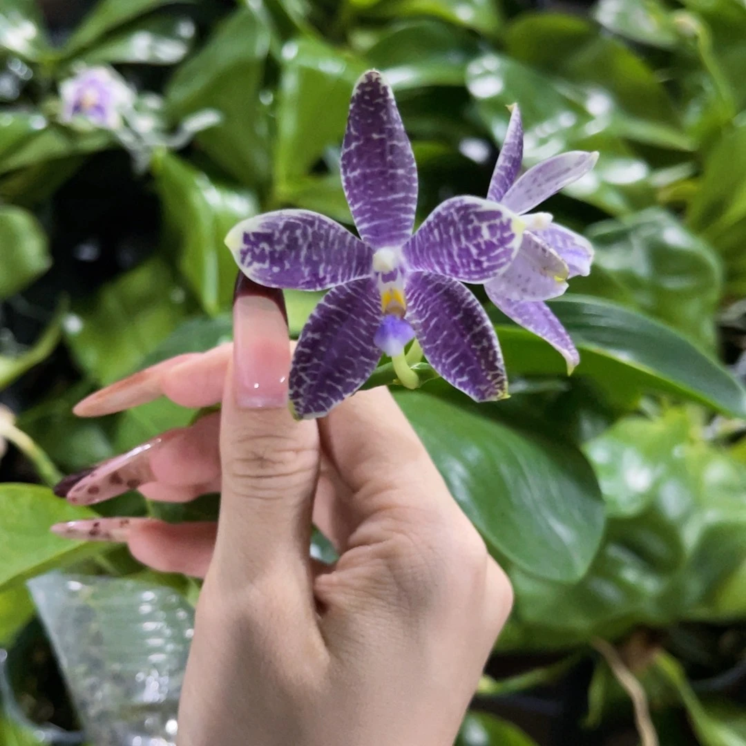 无花朵蝴蝶兰原生柳林3582