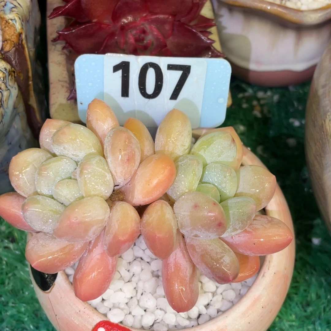 多肉植物盆栽多肉