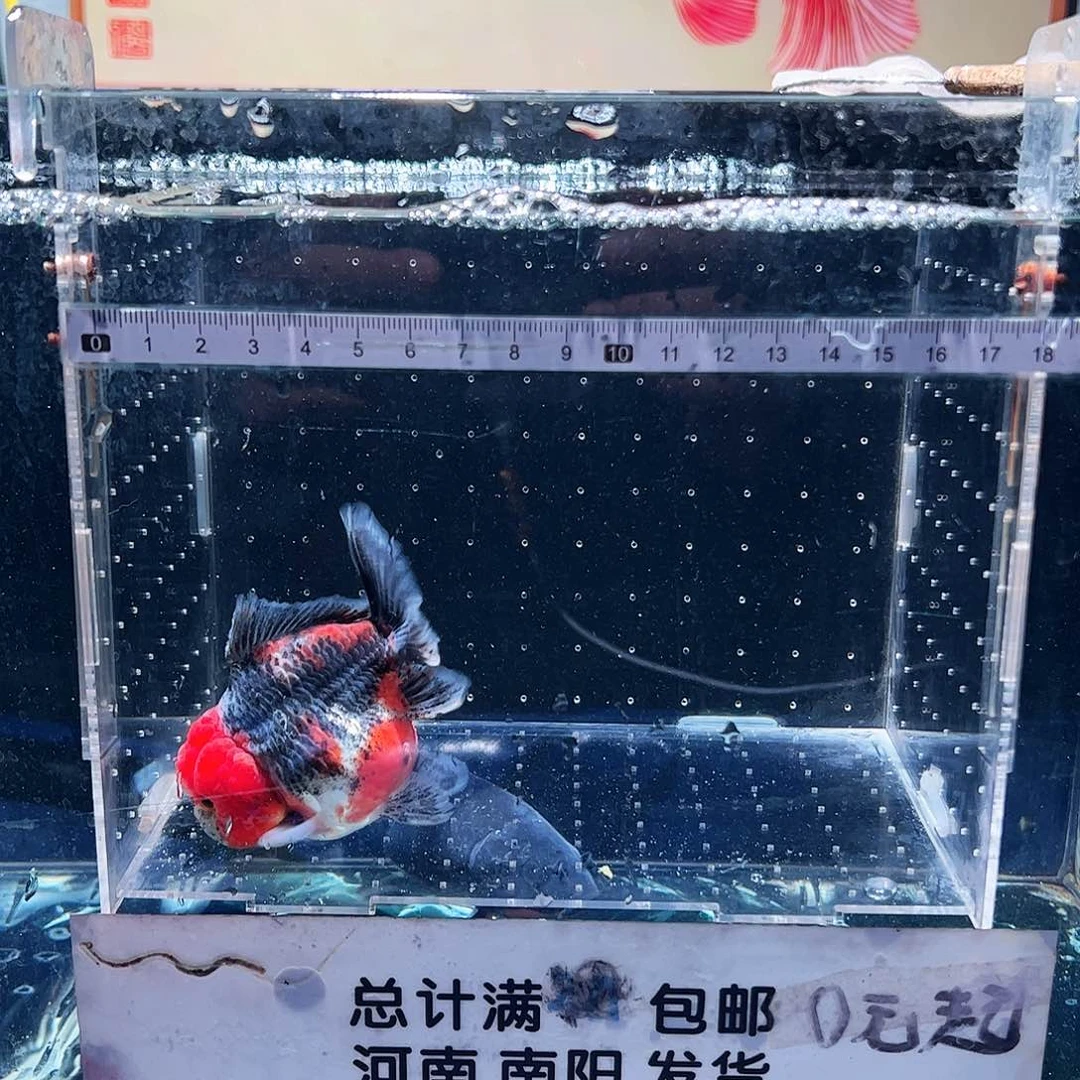 金鱼111111111111111