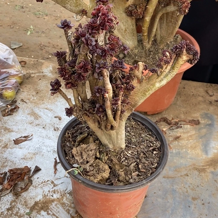 北***人411小黑豆小黑豆小黑豆