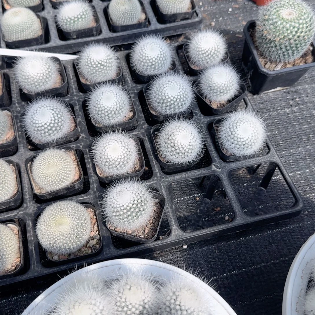 无花朵白小丁单头