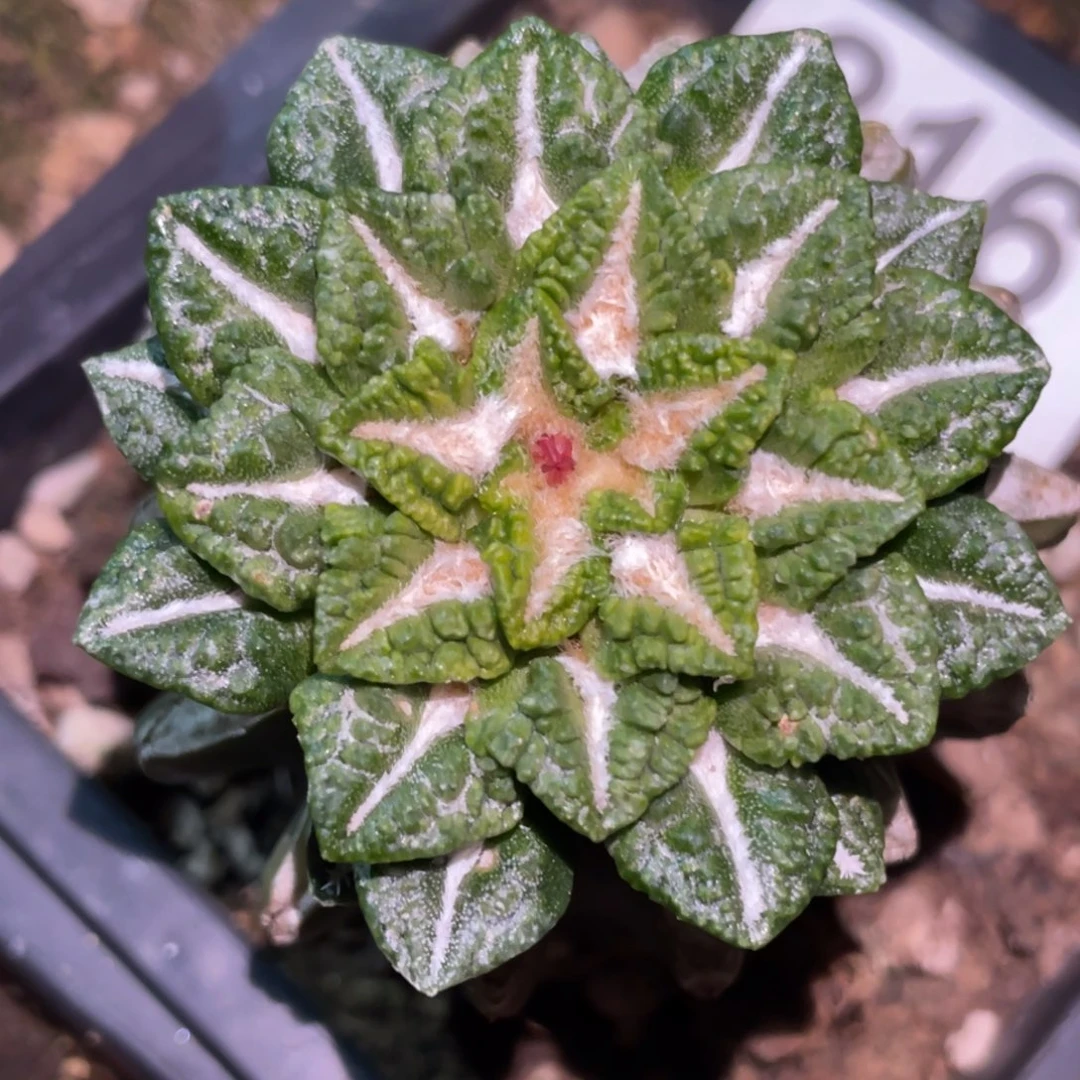 全部花朵黑牡丹锦816 仙人球