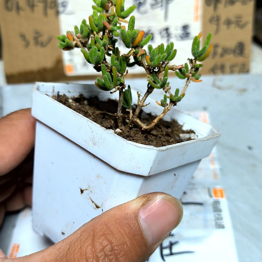 满6元包邮，红宝石枝干老庄方盆