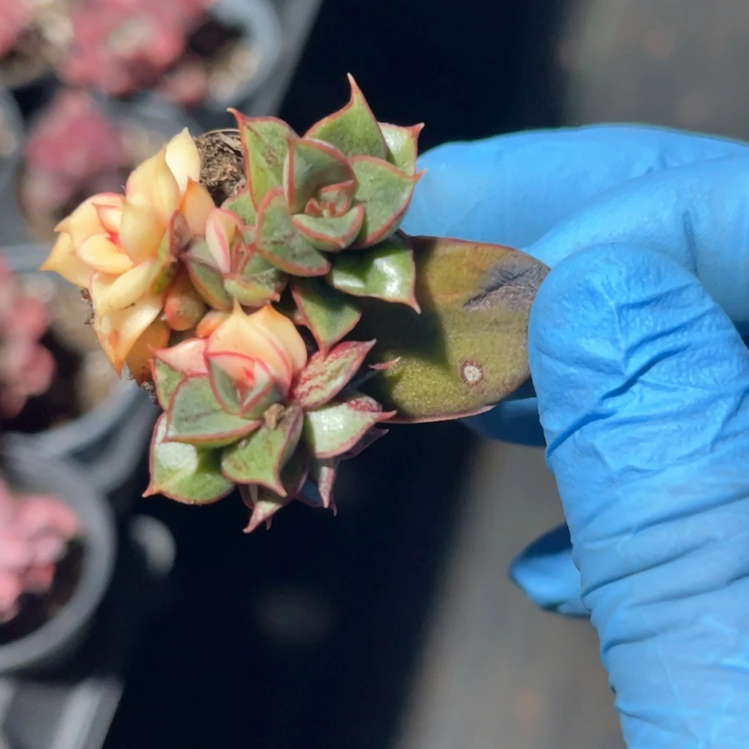 壹***店多肉特价麒麟座锦