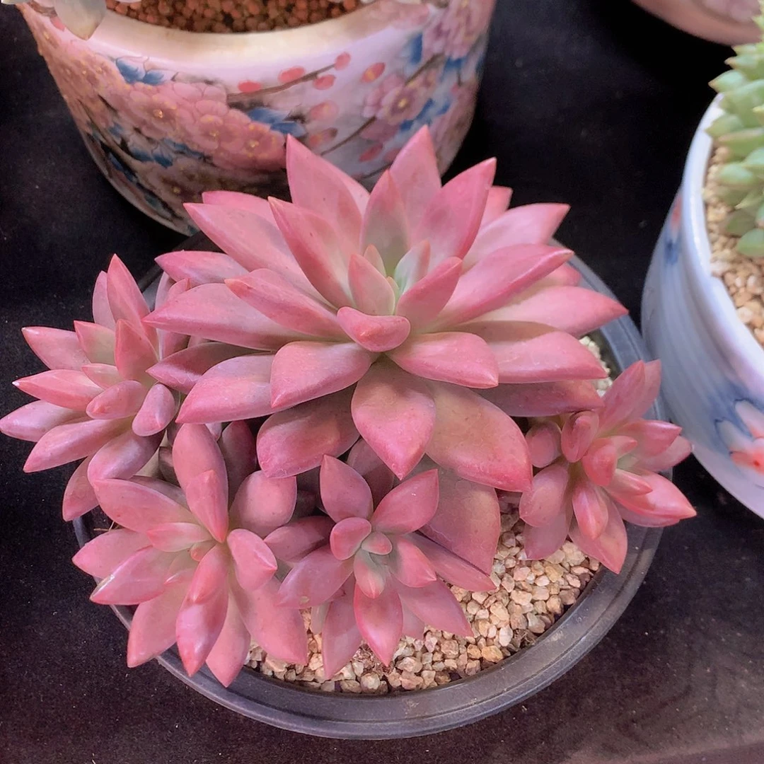 知音美人多肉一物一拍