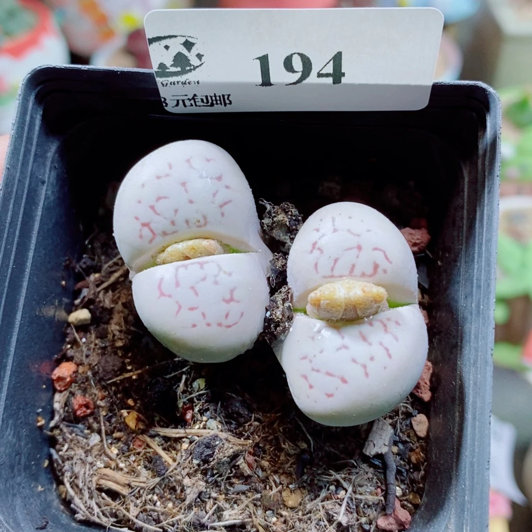 生石花花花花花花194