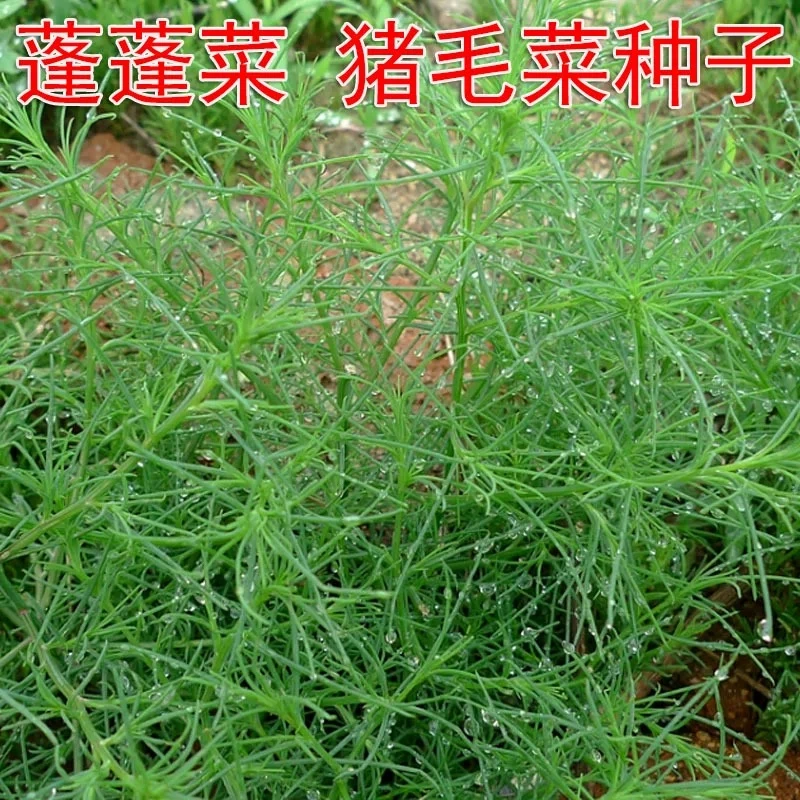 【猪毛菜种子】猪毛菜 蓬莱菜四季种植盆栽地栽阳台小院种植