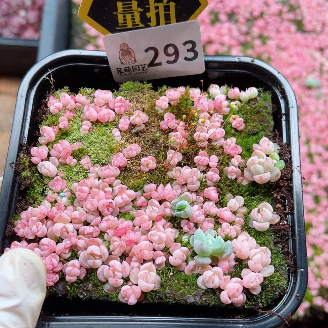 多肉植物多肉植物