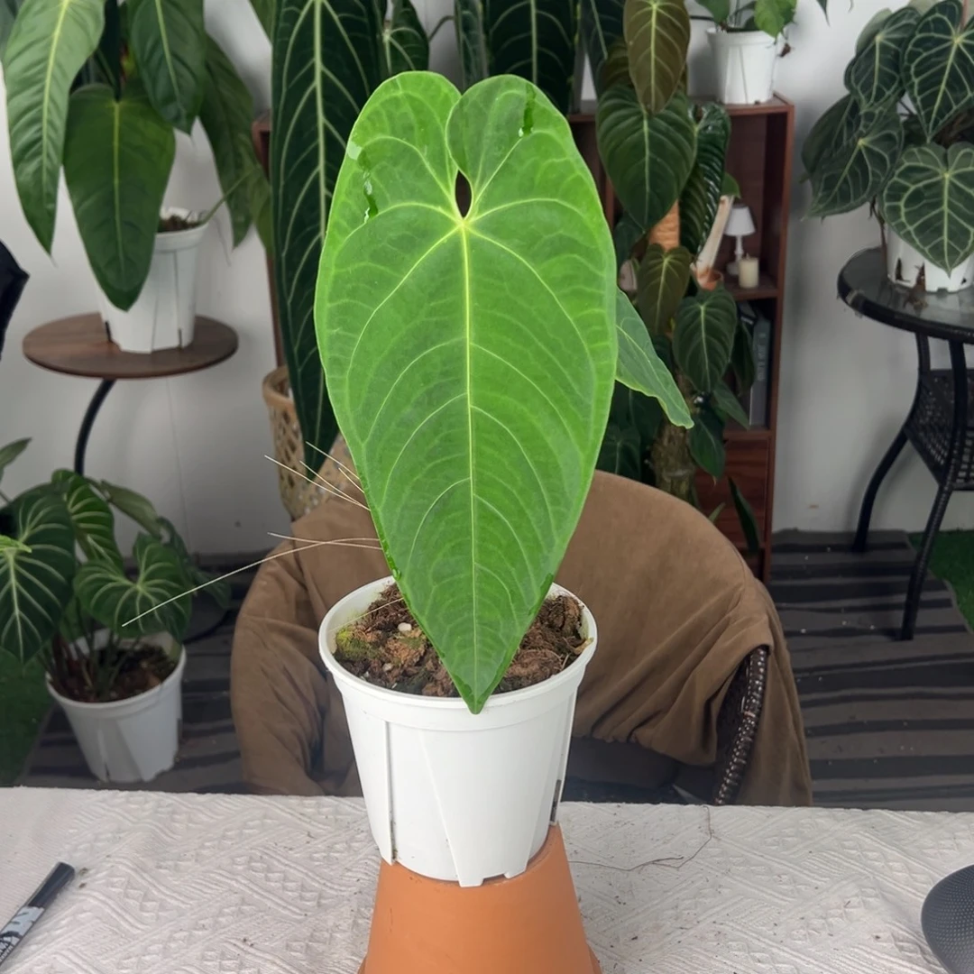 完全开放南美进口金属花烛