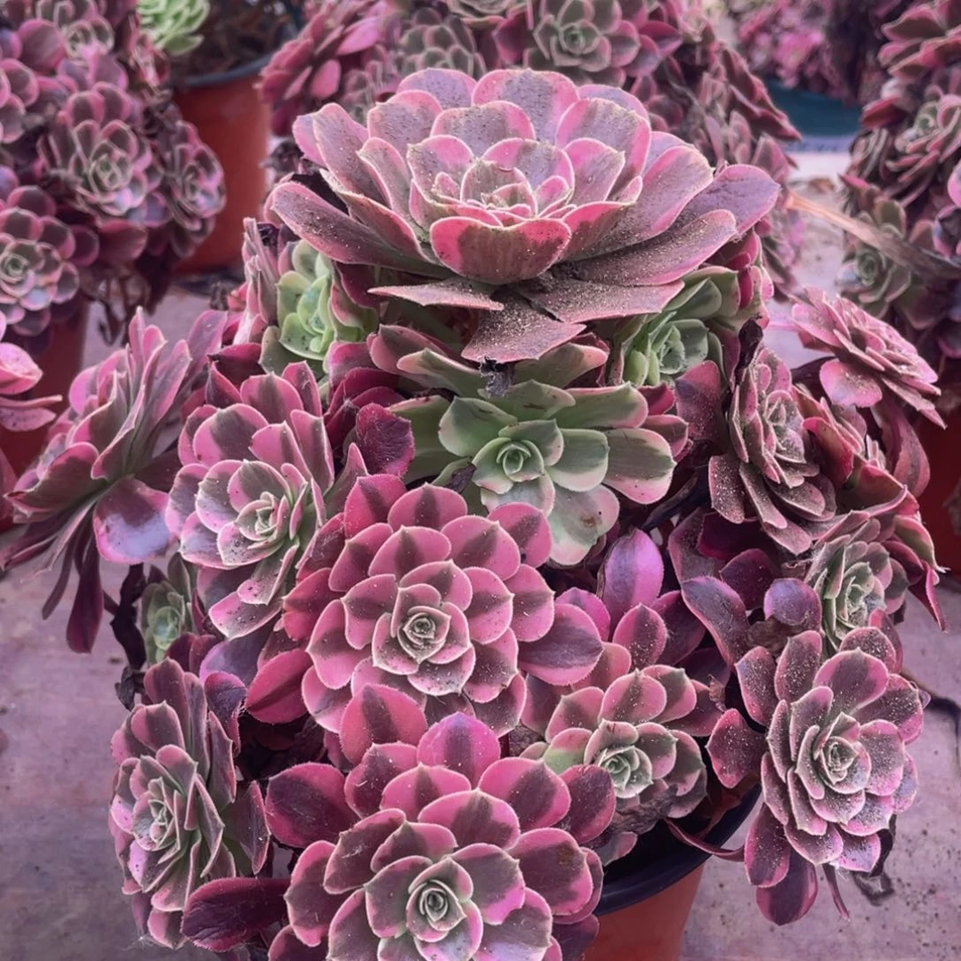 576美杜莎精品法师多肉