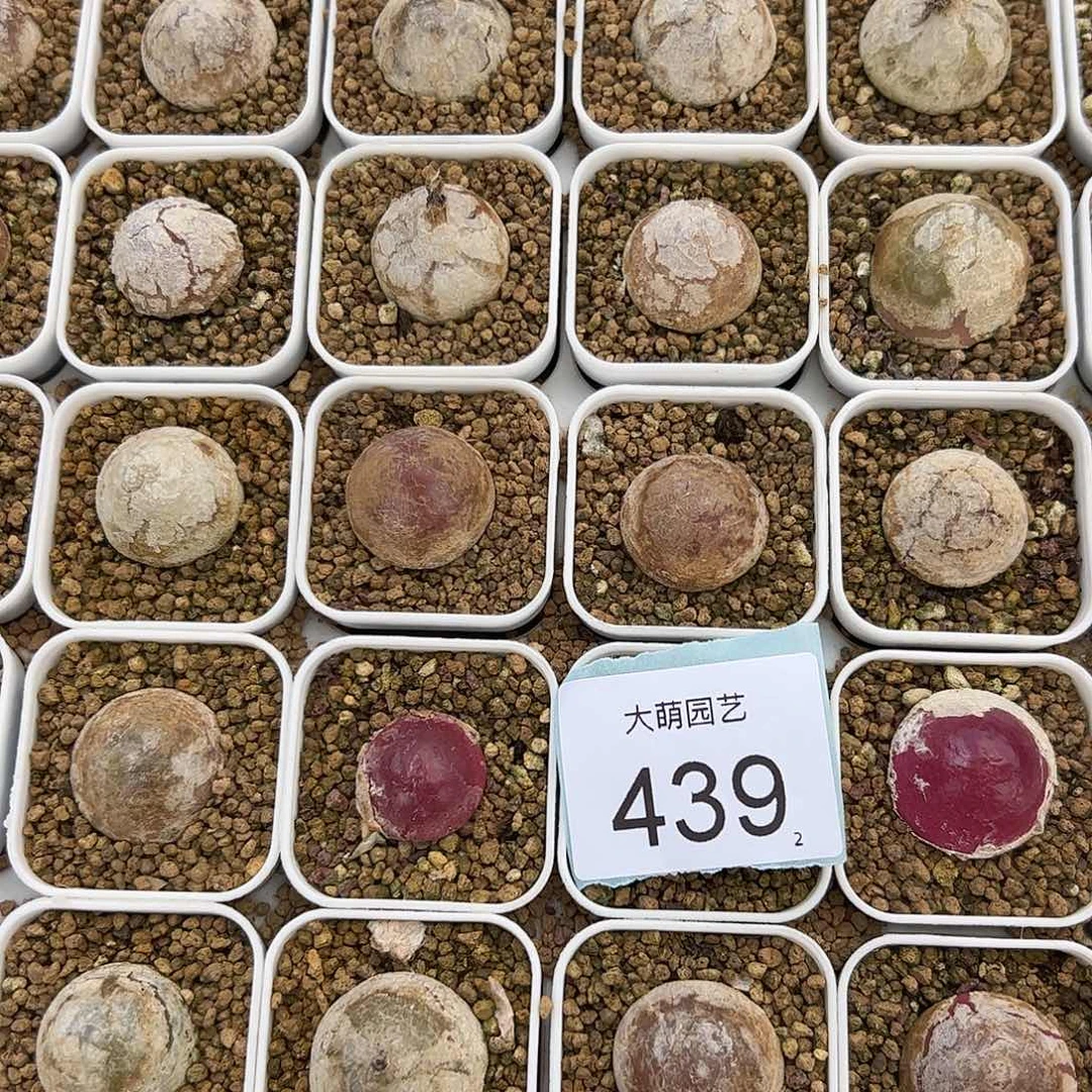 0000439量拍母本大灯泡1颗尺寸不低于2.0脱土发