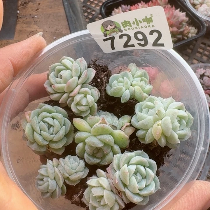 原****啊多肉植物多肉植物