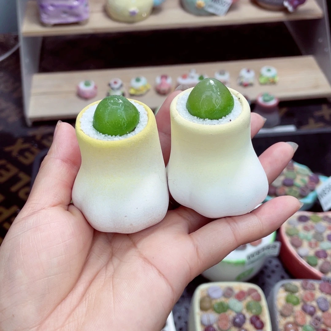 用***3w8577 带盆土发货一物一拍