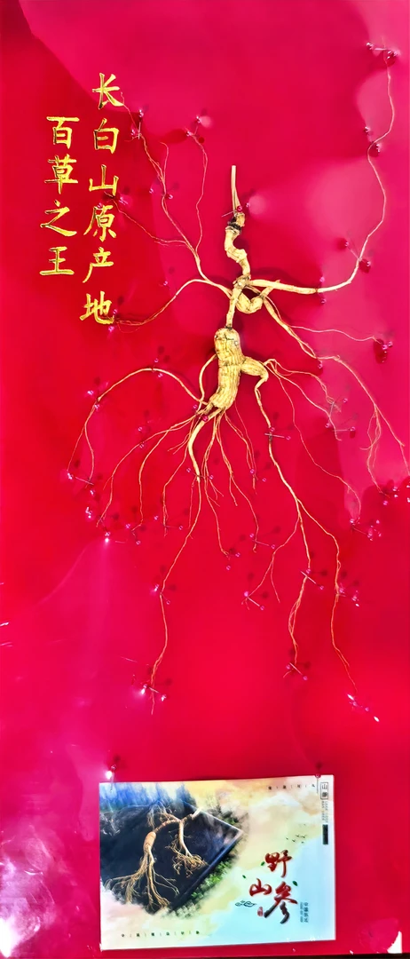 长白山林下参【文少专属】