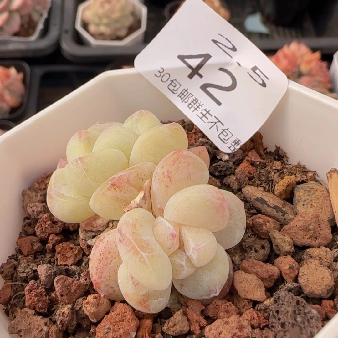 冰玉石化一颗脱土发货