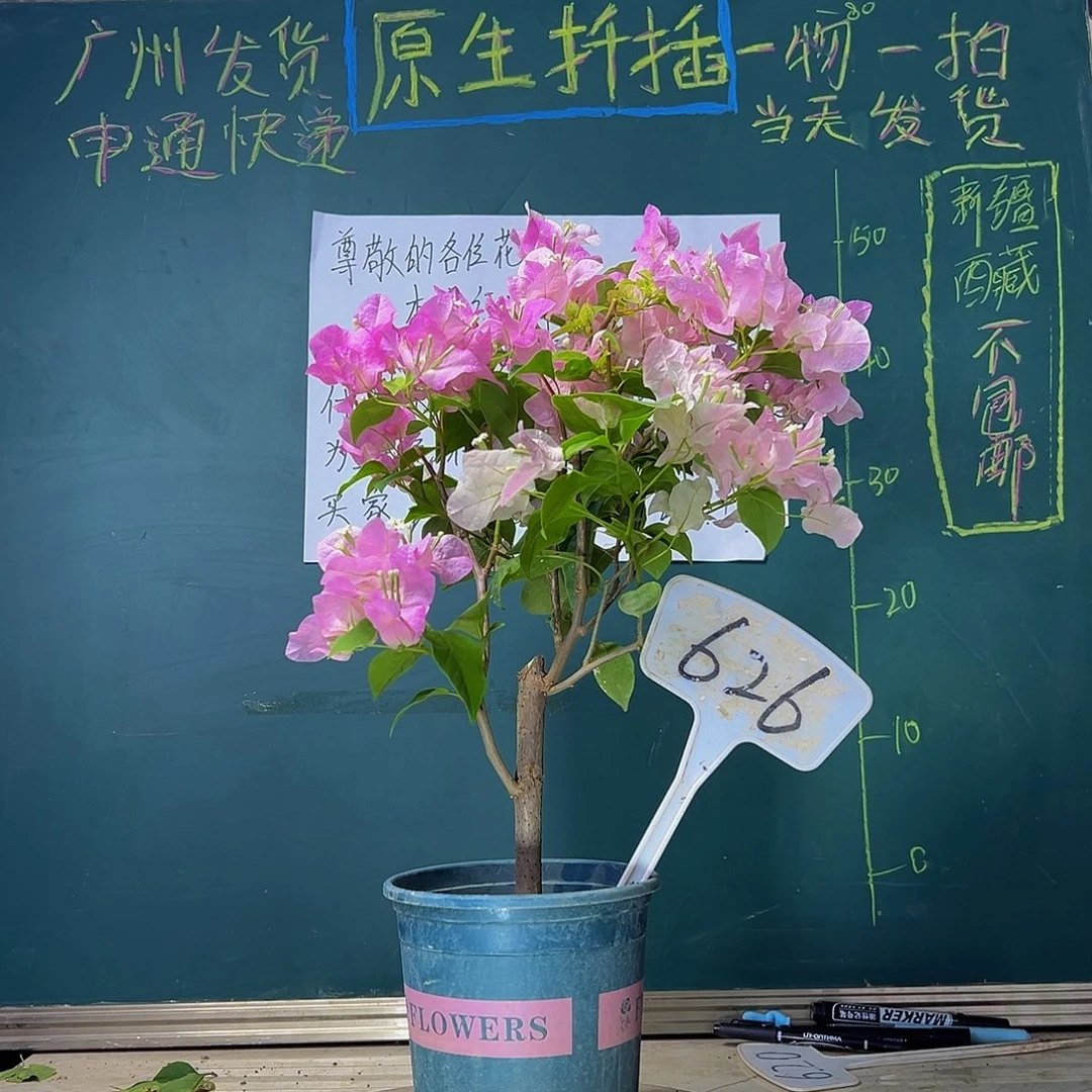 当前无花栽培后可以开花广红樱626