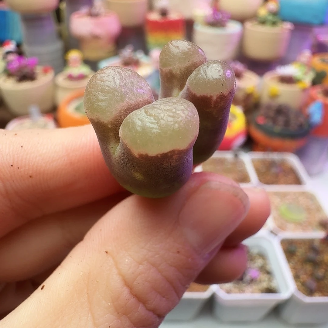 多肉植物雪花磁铁198