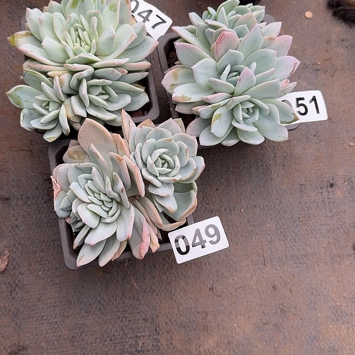 南***市047。049 051三个多肉