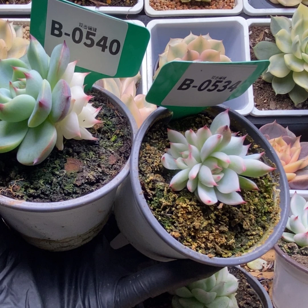 ⭐***·534-540吉娃娃锦锦锦锦锦