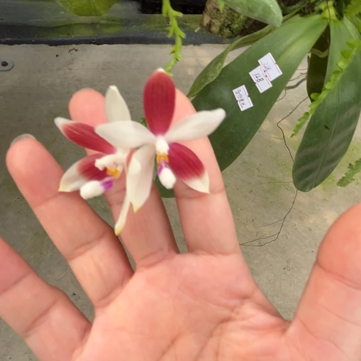 大部分花苞少量开放板植铁爪c1三苗 原288 福利出