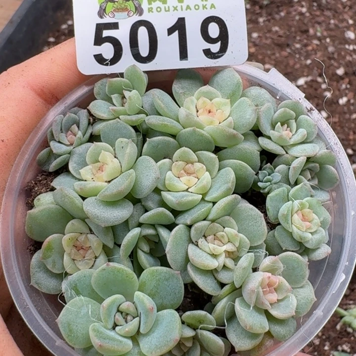 多肉植物多肉植物